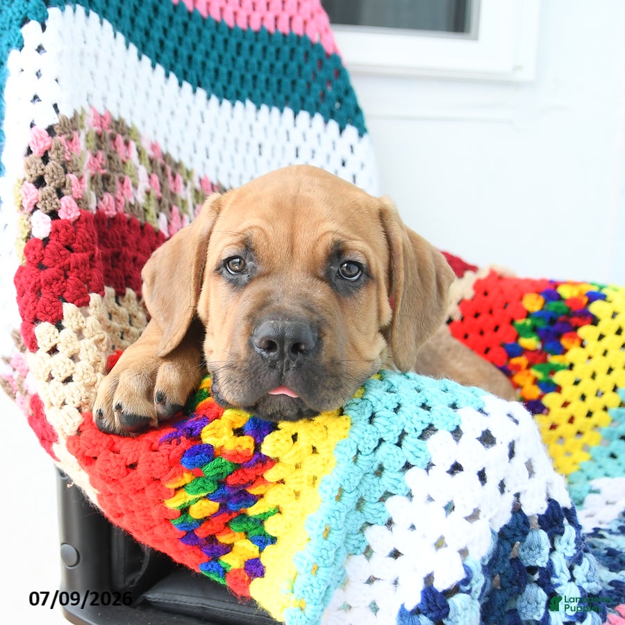 Cane Corso dogs Andy - Ad 2