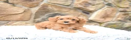 Cavapoo dogs for sale: Marigold - Ad 5