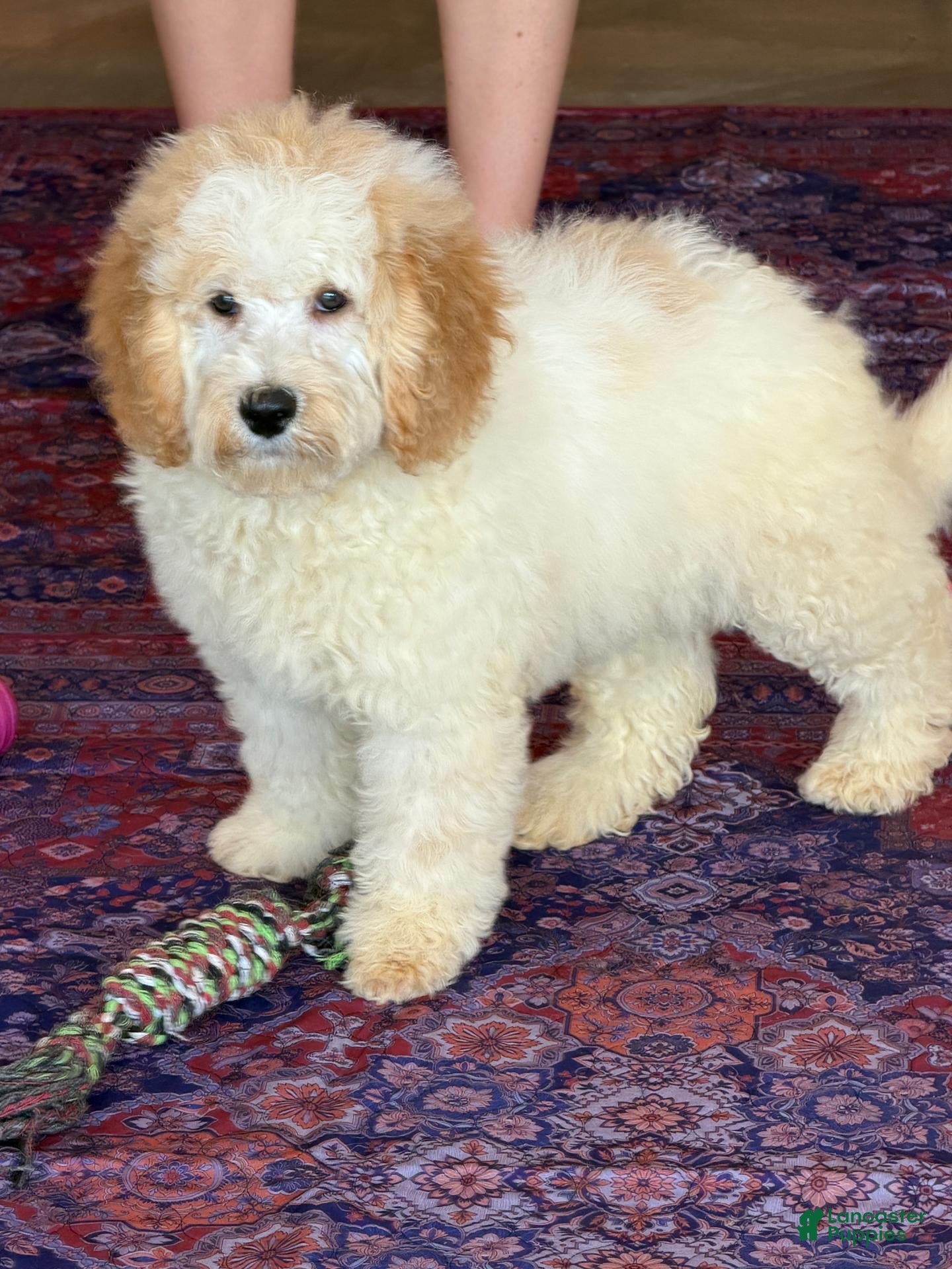 Mini Goldendoodle dogs Travis - Ad 39