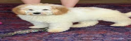 Mini Goldendoodle dogs for sale: Travis - Ad 1