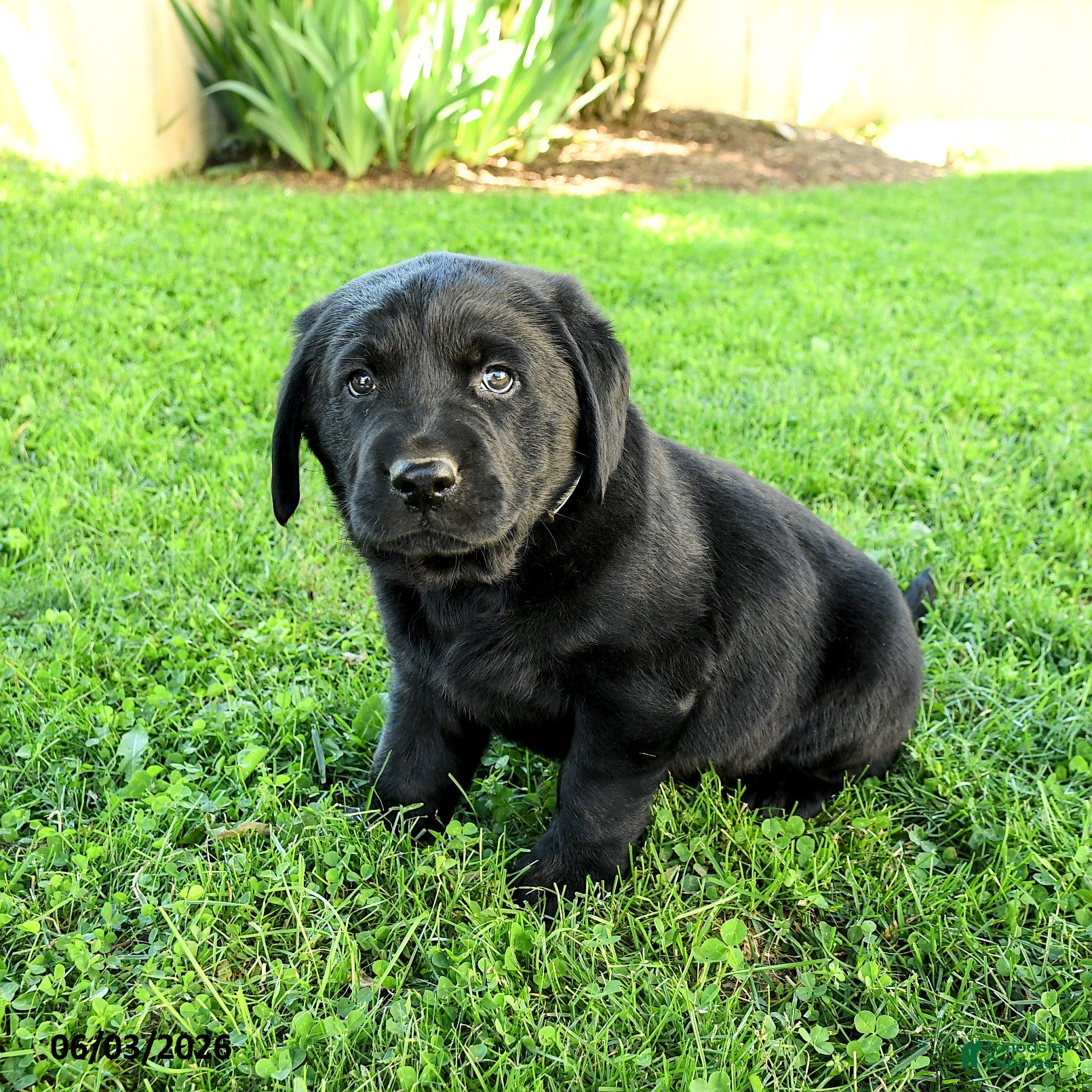 Labrador Retriever dogs for sale: Amadeus - Ad 2
