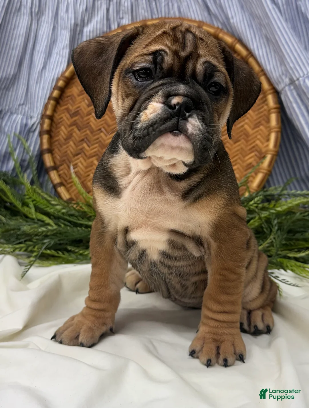 English Bulldog dogs for sale: Savannah - Ad 1