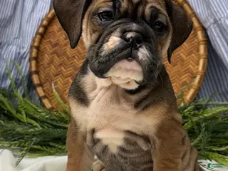 English Bulldog dogs Savannah - Ad 26