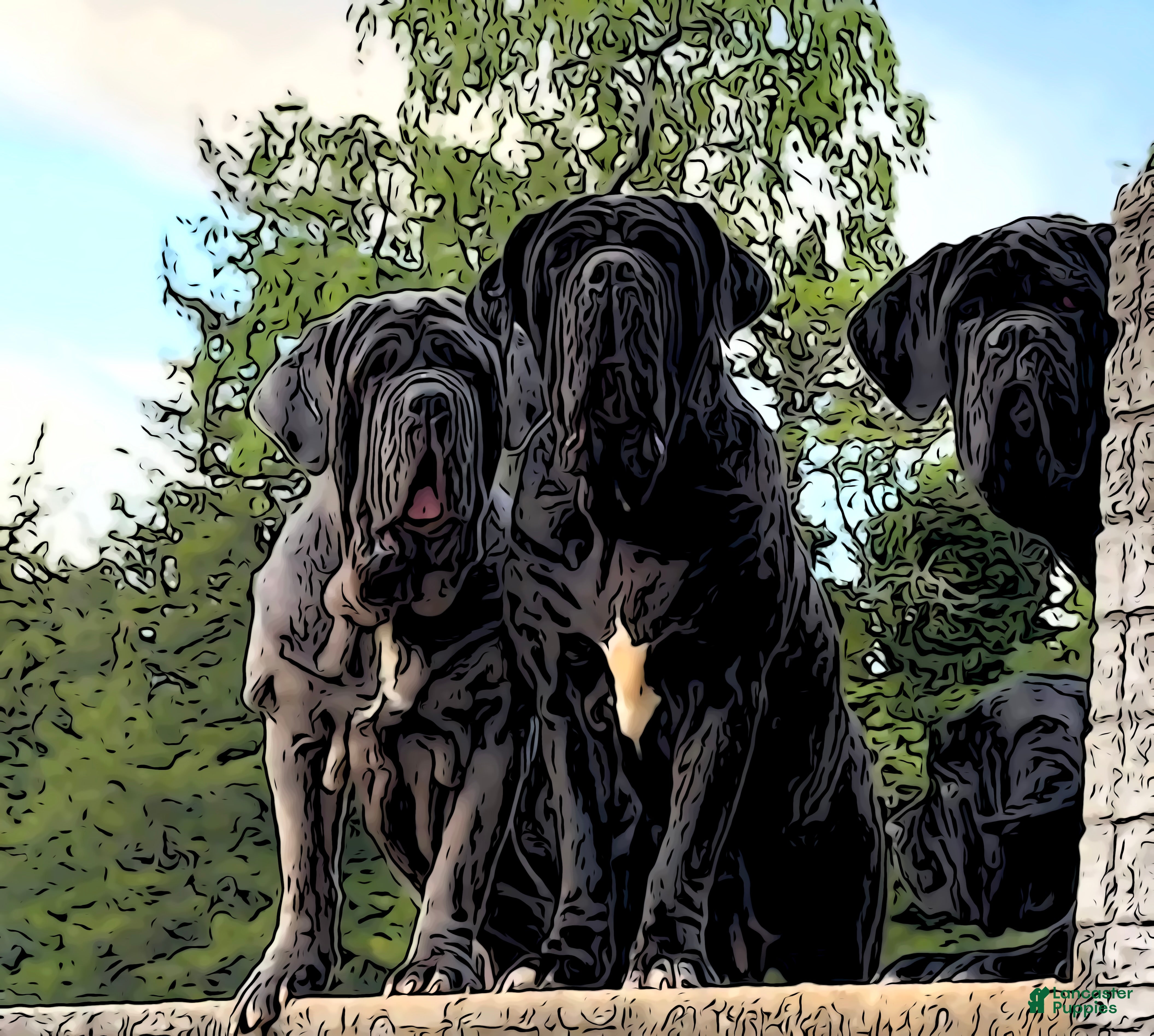 Neapolitan Mastiff dogs Neapolitan Mastiff Puppy 1 - Ad 1