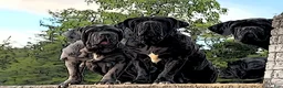 Neapolitan Mastiff dogs for sale: Neapolitan Mastiff Puppy 1 - Ad 1