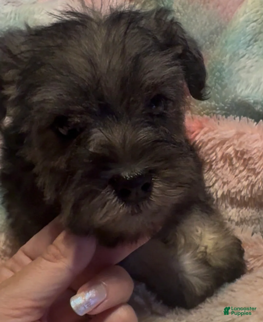Miniature Schnauzer dogs for sale: Boy Silver - Ad 2