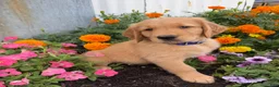 Golden Retriever dogs for sale: Hunter - Ad 3