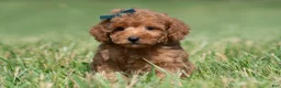 Maltipoo dogs for sale: Putt Putt F1 - Ad 4