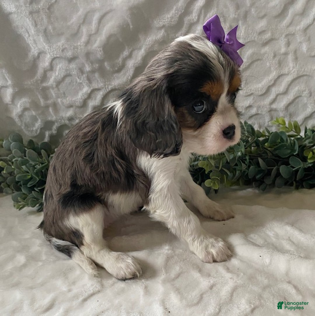 Cavalier King Charles Spaniel dogs for sale: Gabby- black tricolor - Ad 6