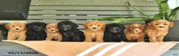Miniature Poodle dogs for sale: Cornelius - Ad 10