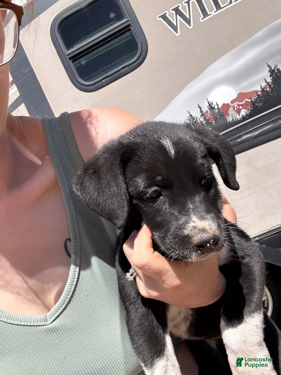 Mixed Breed dogs for sale: Mixed Breed Puppy 1 - Ad 1