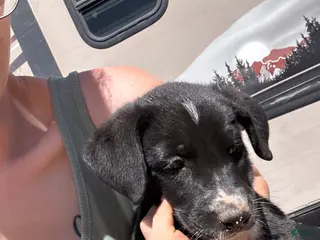 Mixed Breed dogs Mixed Breed Puppy 1 - Ad 10