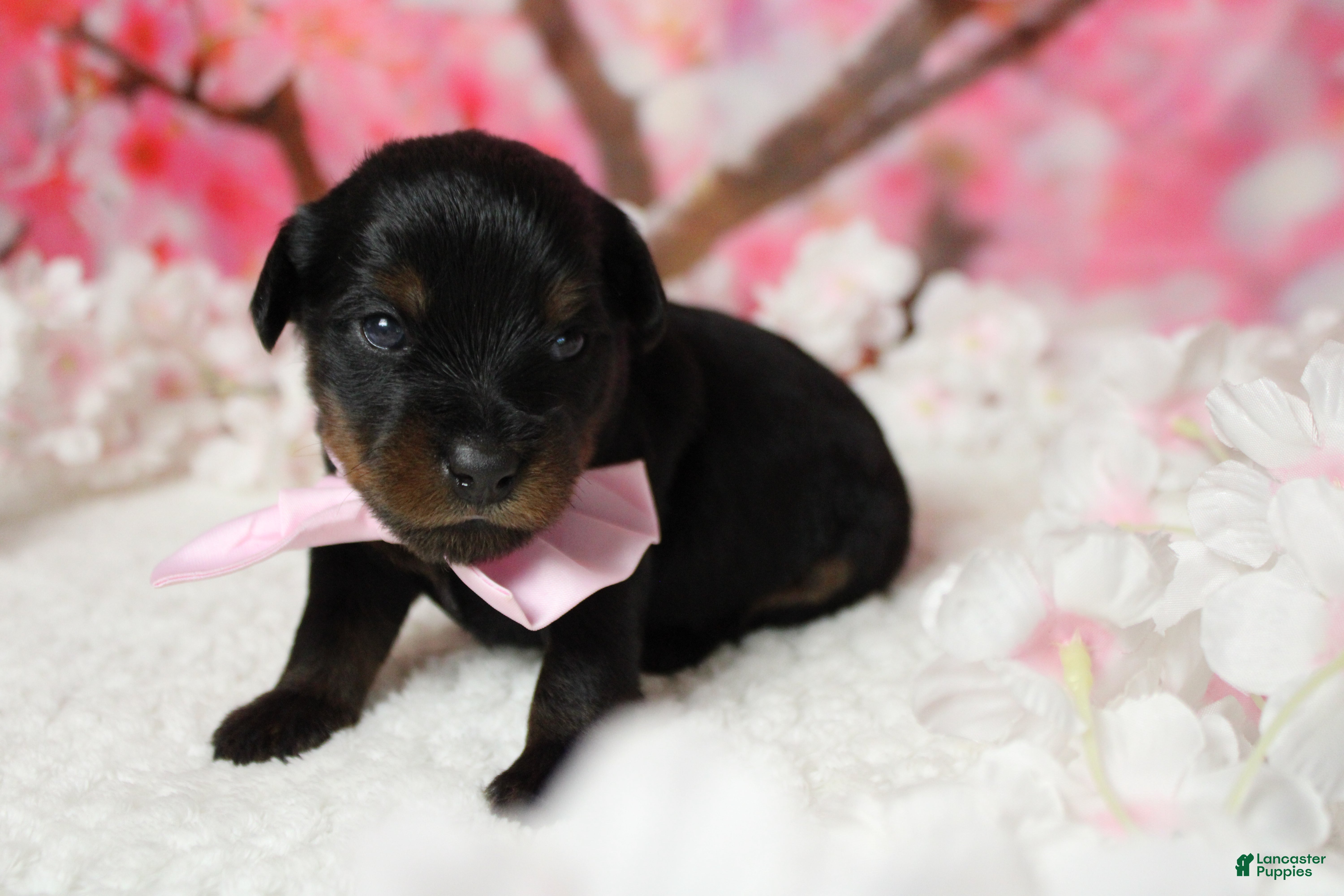 Yorkiepoo dogs Toughy - Ad 6