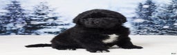 Newfoundland dogs for sale: Noel - Ad 2