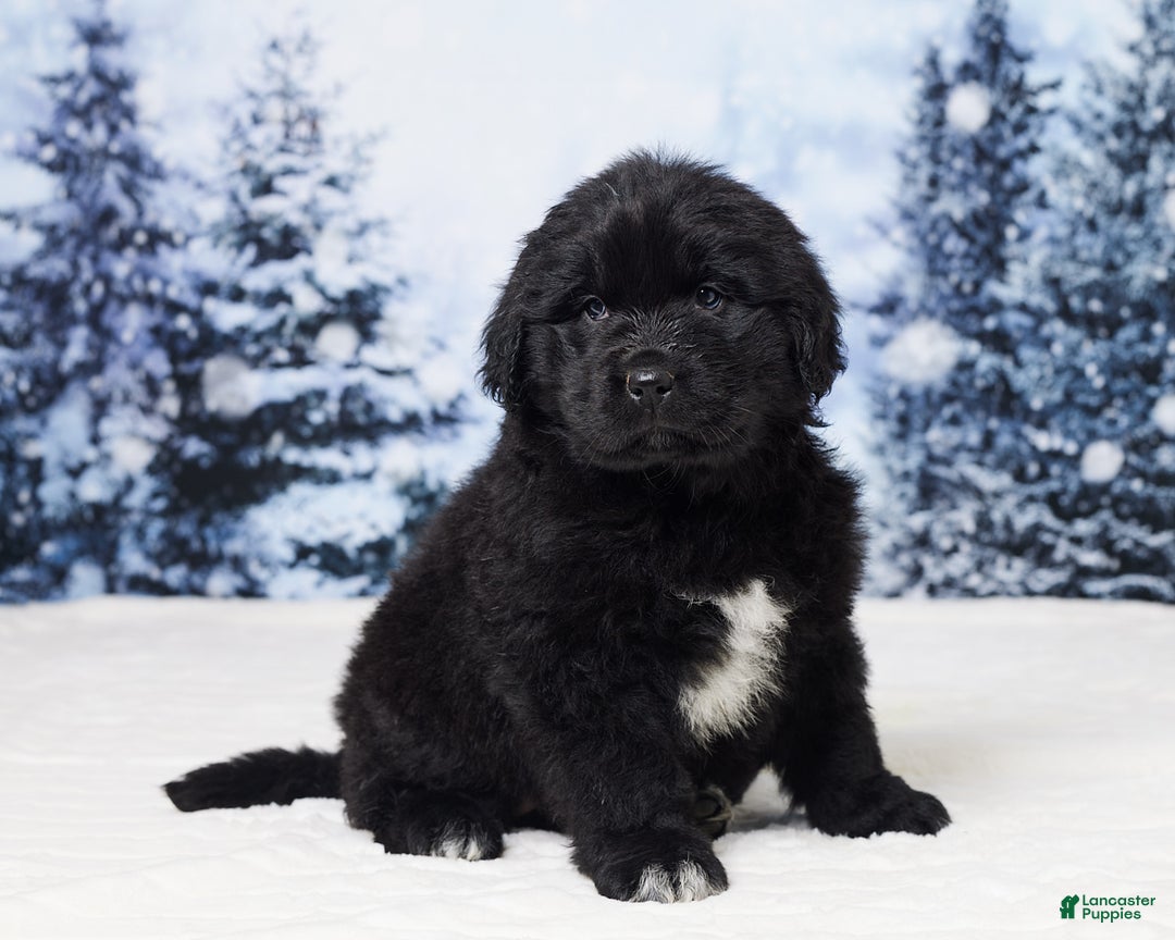 Newfoundland dogs for sale: Noel - Ad 2