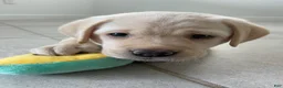 Labrador Retriever dogs for sale: Labrador Retriever 2 Honey  - Ad 19