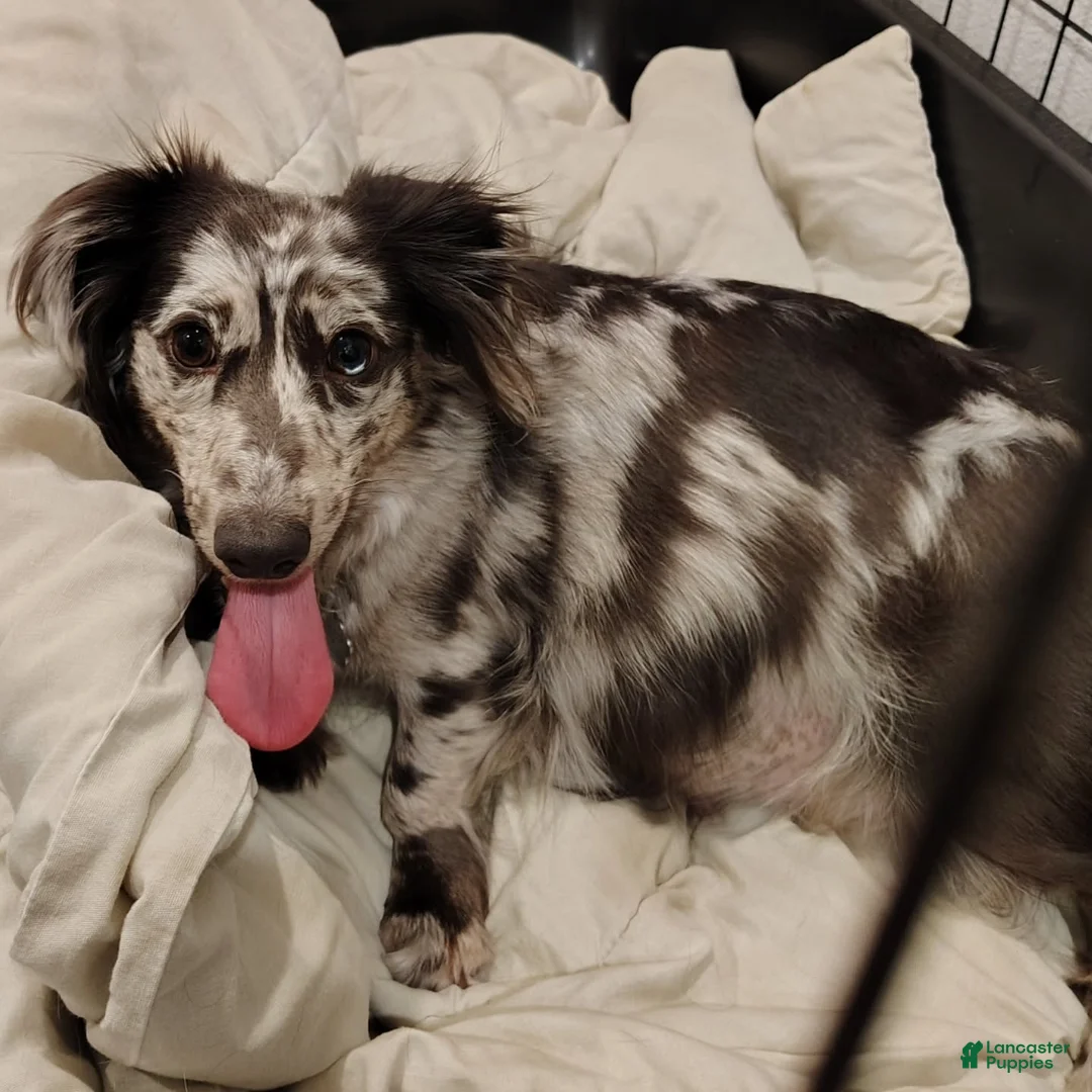 Dachshund dogs for sale: Dachshund Puppy 3 - Ad 2