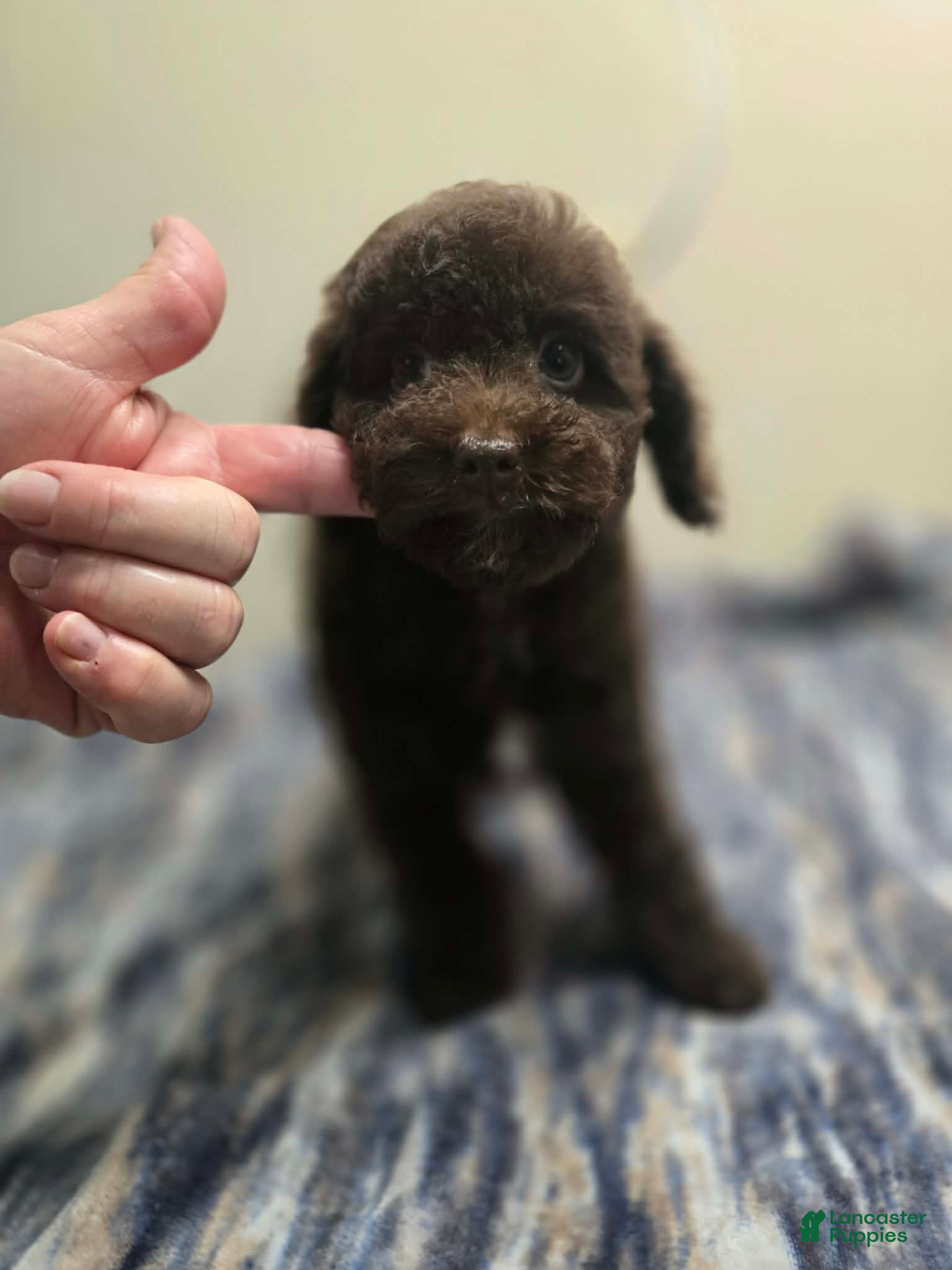 Miniature Poodle dogs KENZIE - Ad 2