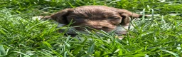 Aussiedoodle dogs for sale: Latigo  - Ad 18