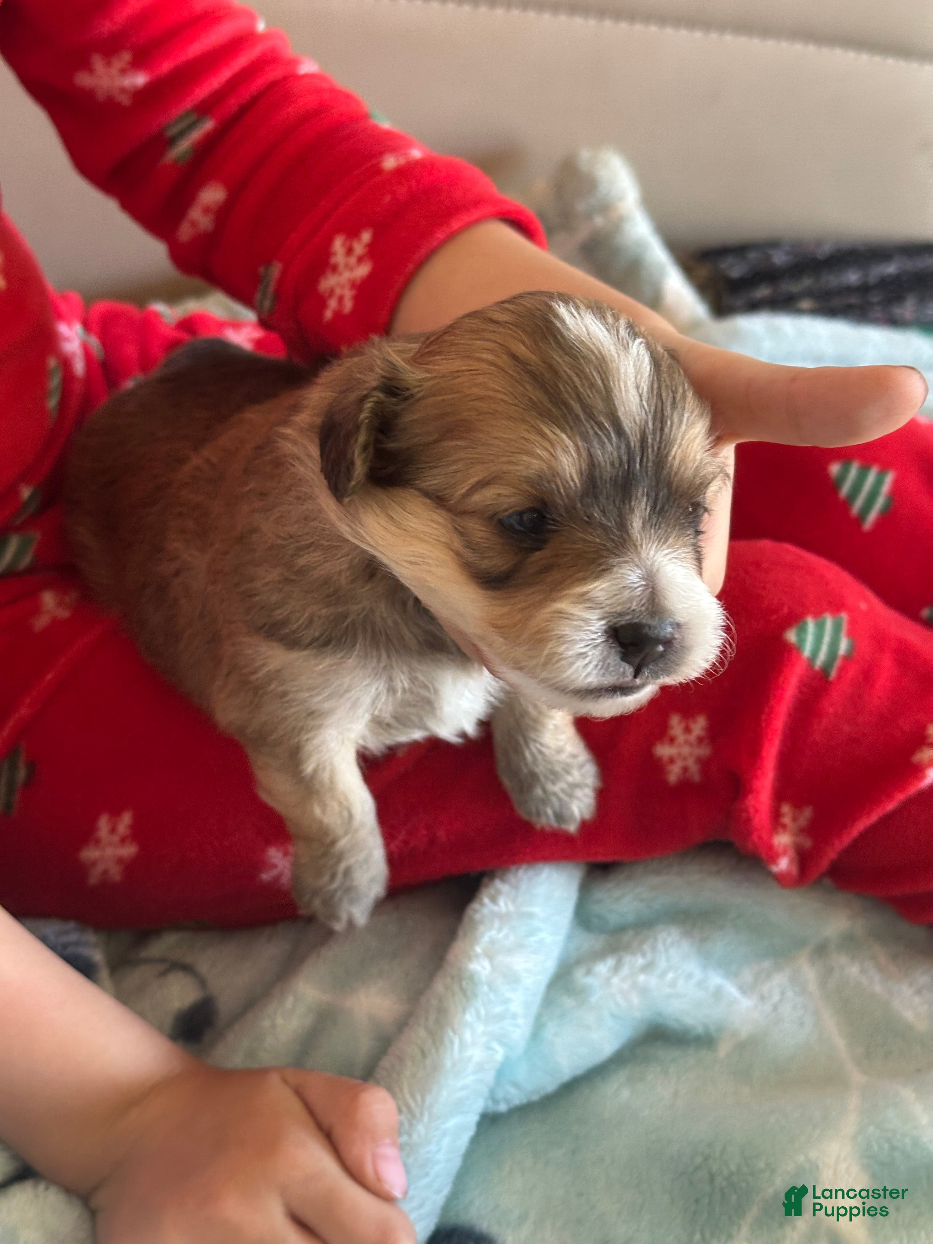 Mixed Breed dogs Mixed Breed Puppy 2 - Ad 1