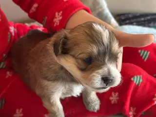 Mixed Breed dogs for sale: Mixed Breed Puppy 2 - Ad 4