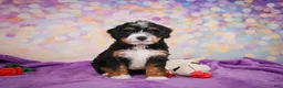 Mini Bernedoodle dogs for sale: Sandy - Ad 4