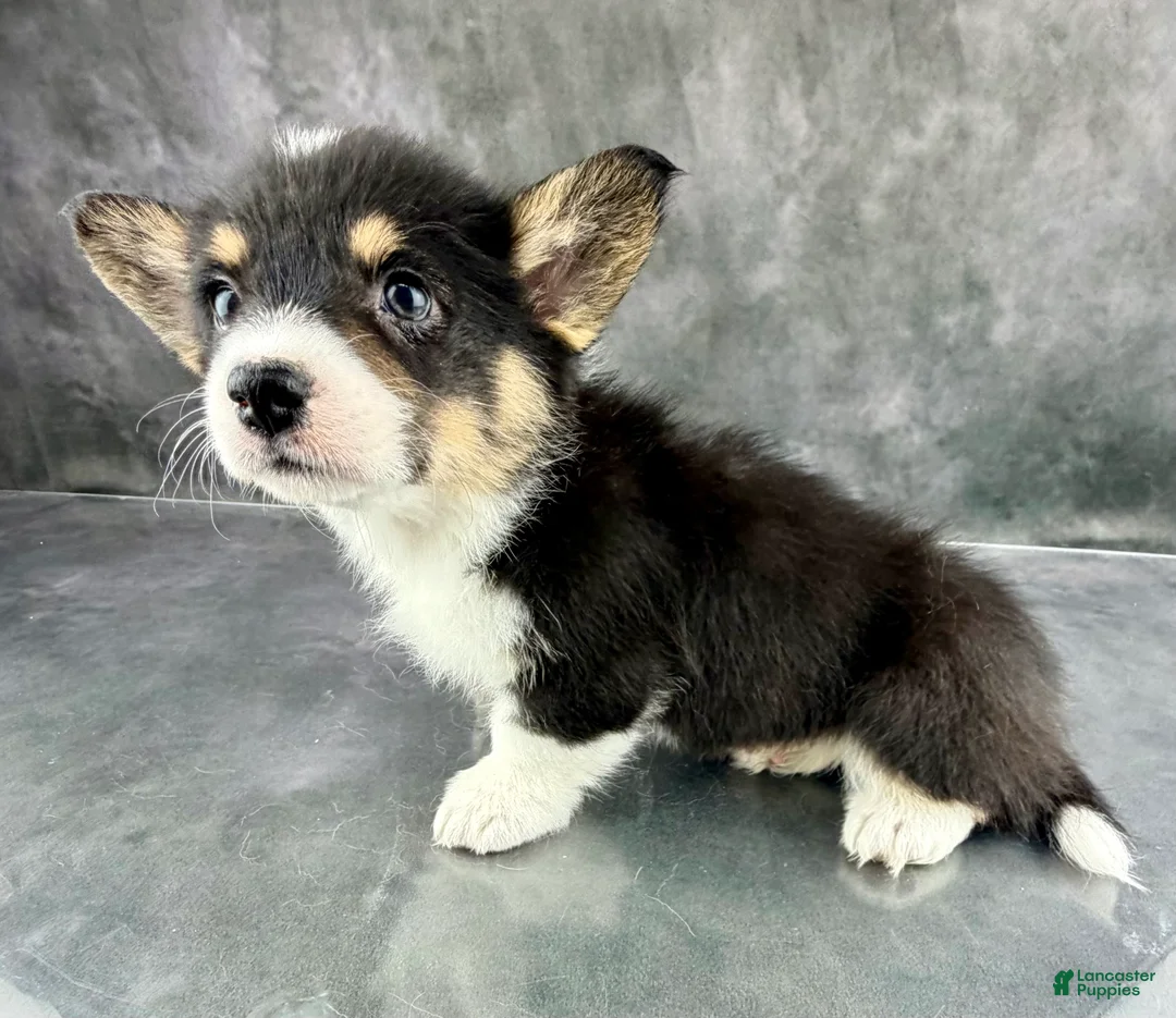 Welsh Corgi Pembroke dogs for sale: Molly Tailed Baby ❤️ - Ad 4