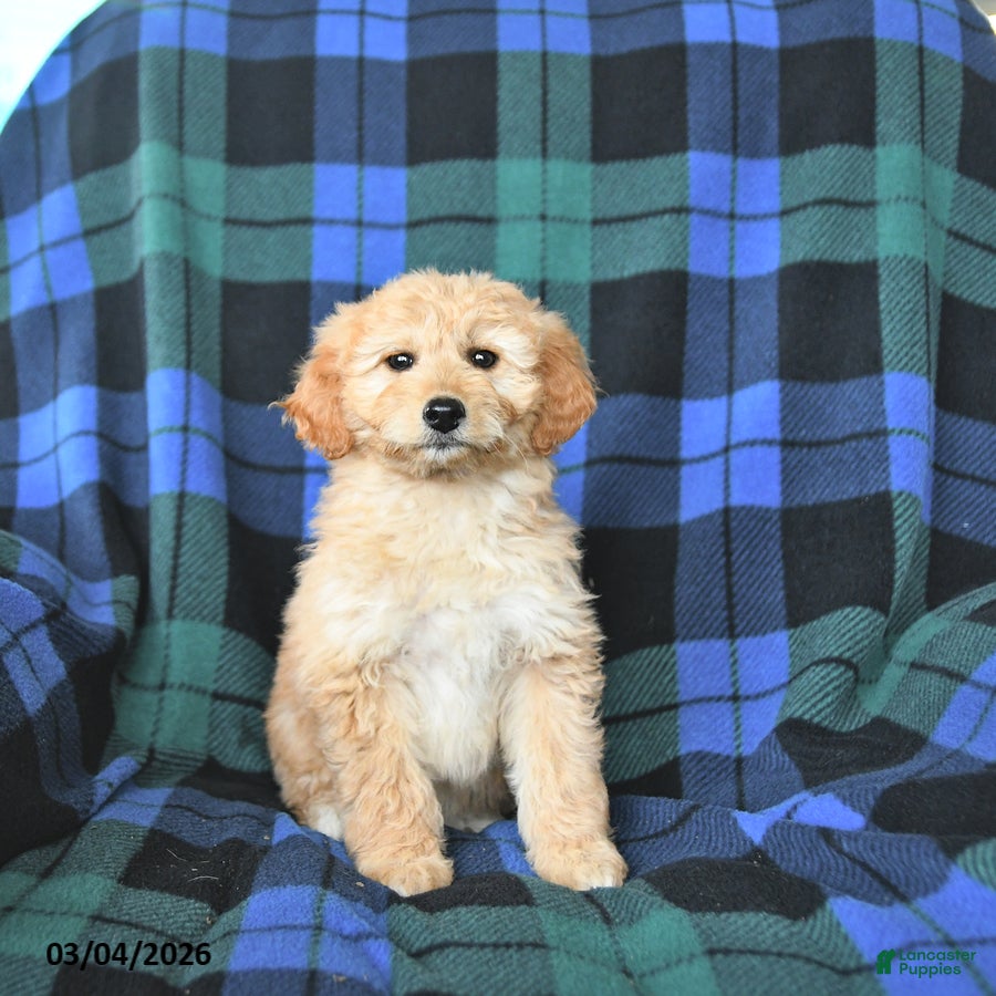 Mini Goldendoodle dogs Sophie - Ad 1