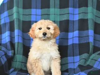 Mini Goldendoodle dogs for sale: Sophie - Ad 4