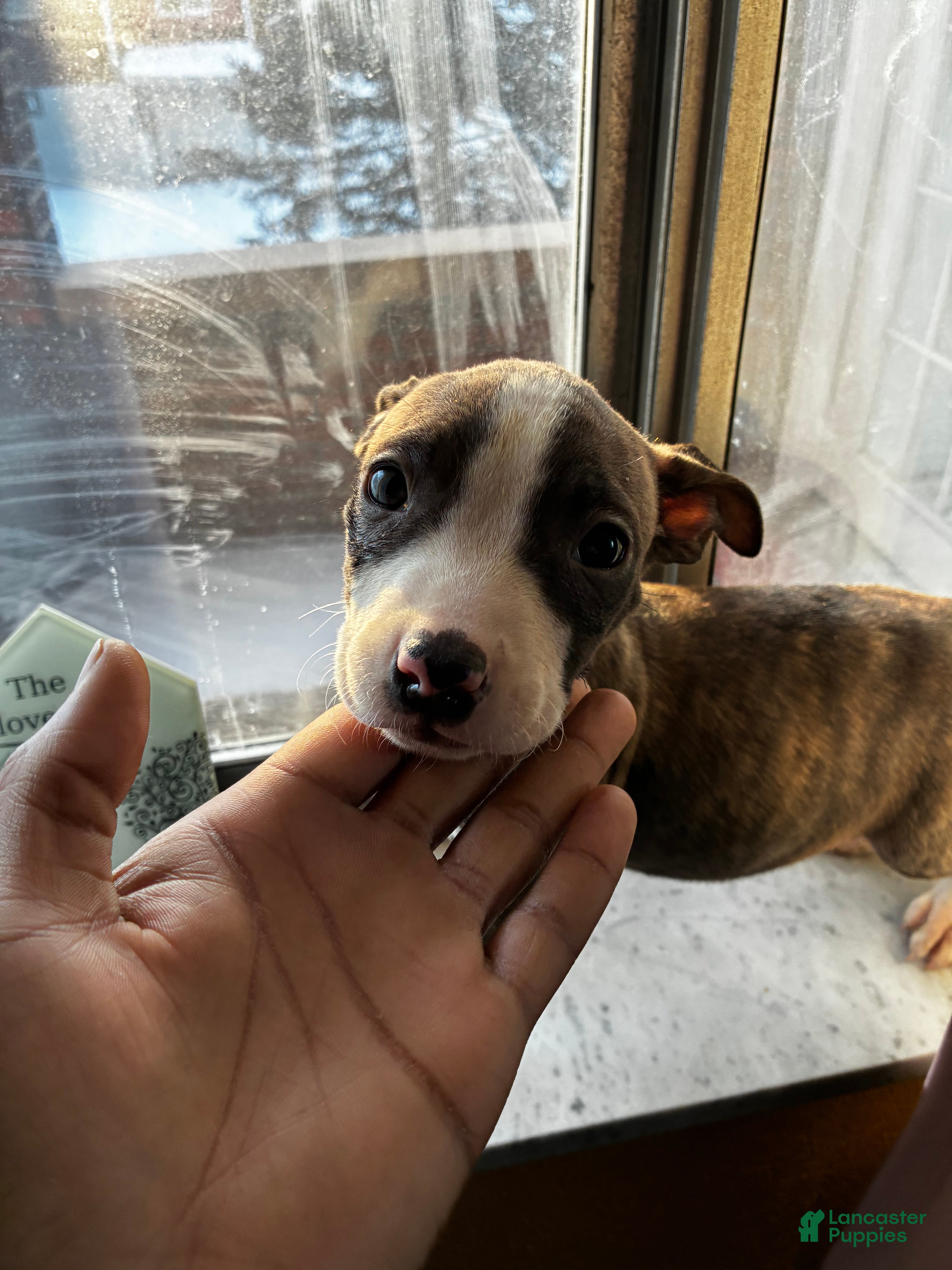 American Pit Bull Terrier dogs Sweetie  - Ad 20