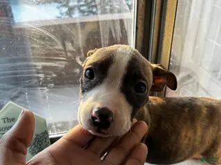 American Pit Bull Terrier dogs Sweetie - Ad 20