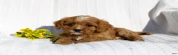 Cavapoo dogs for sale: Lucy - Ad 6