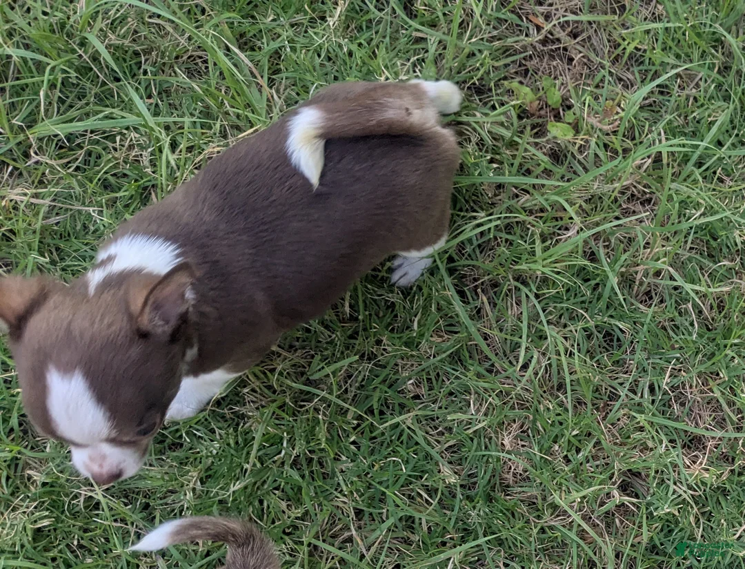 Chihuahua dogs for sale: Charlie Brown Smooth Coat  - Ad 2