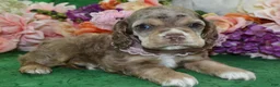 Cocker Spaniel dogs for sale: AKC Willow Chocolate Tan Merle American Cocker Spaniel Puppy - Ad 3