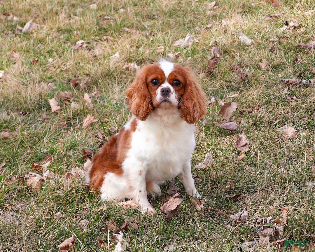 Cavapoo dogs for sale: Brewer - Ad 6