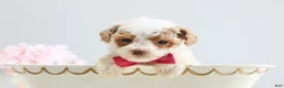Toy Poodle dogs for sale: Bella - Ad 6