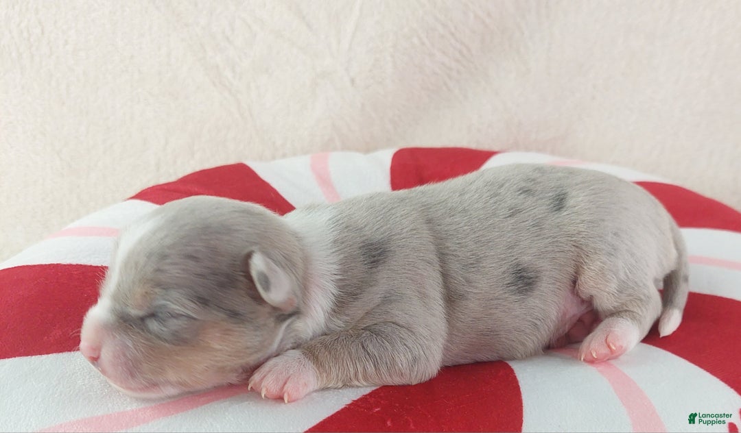 Chihuahua dogs for sale: Pixel - Ad 11