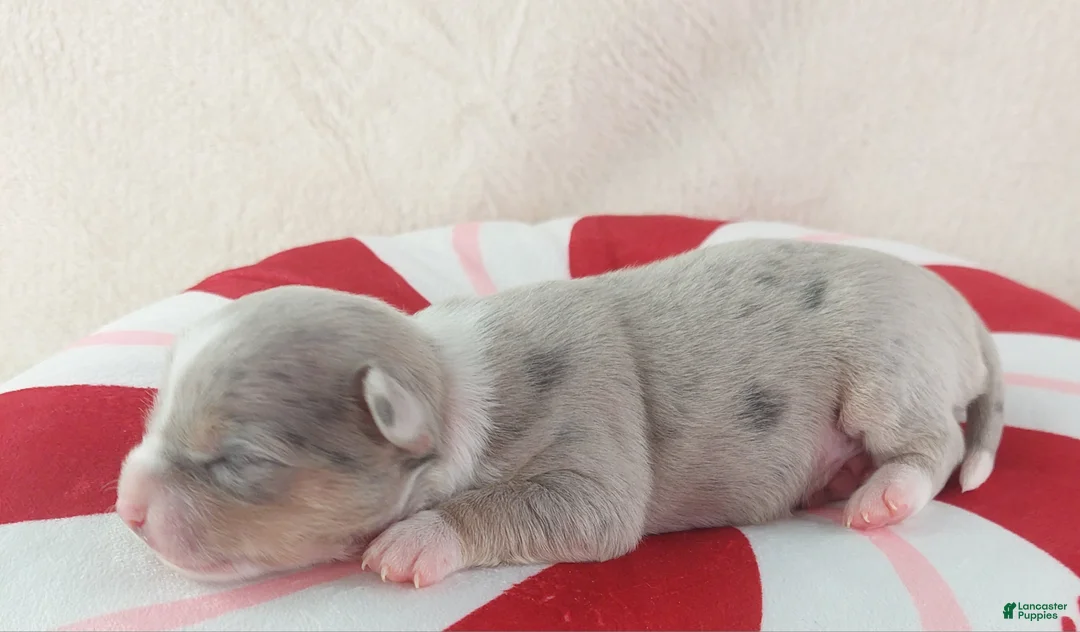 Chihuahua dogs for sale: Pixel - Ad 11