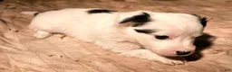 Chihuahua dogs for sale: Elmo - Ad 4
