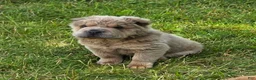 Shar Pei dogs for sale: Roman - Ad 23