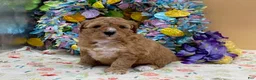 Mini Goldendoodle dogs for sale: Sandy Mini Goldendoodle Puppy  - Ad 3
