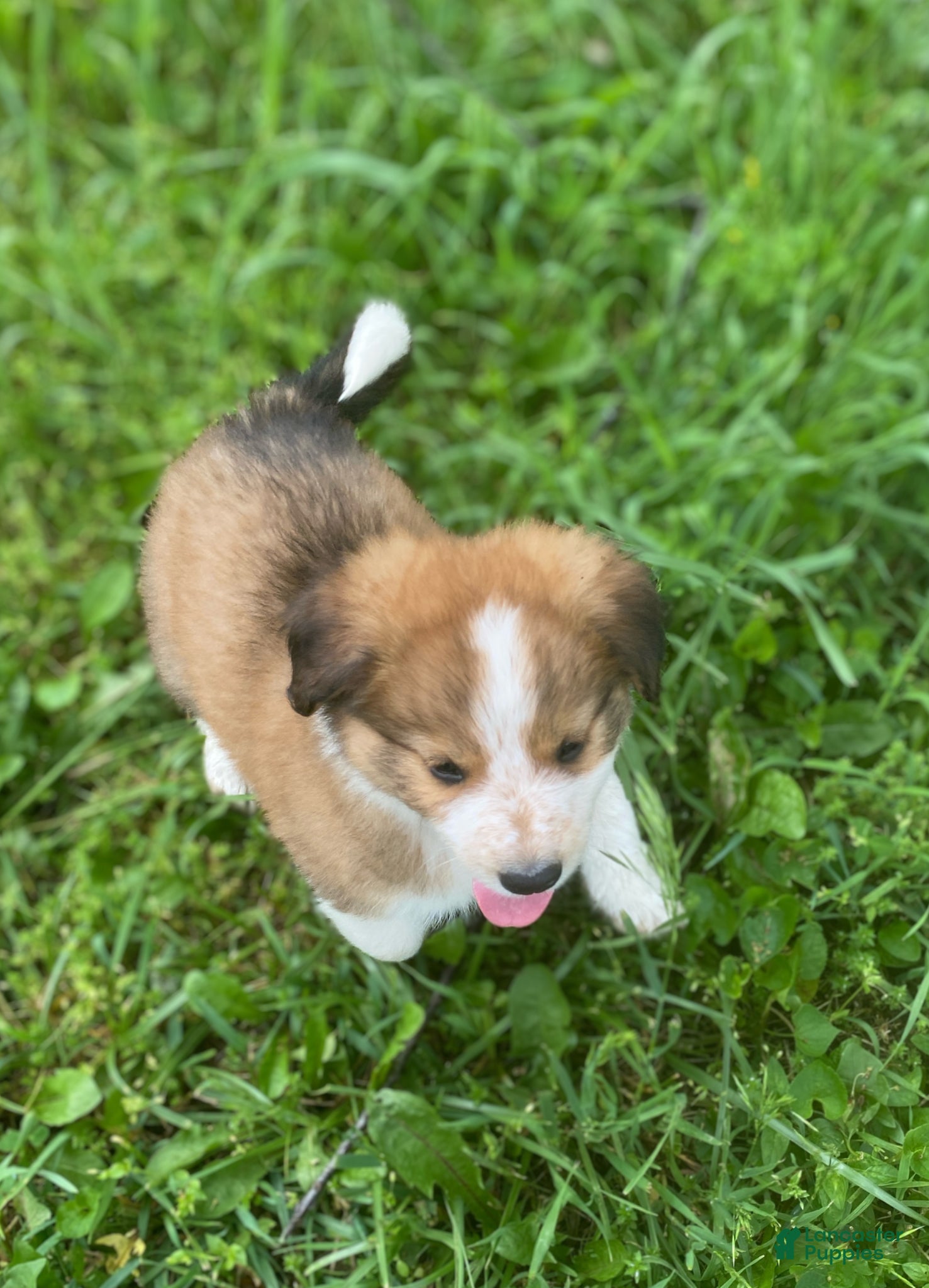 Mixed Breed dogs for sale: ♥️HAPPY GIRL HEIDI♥️ - Ad 10