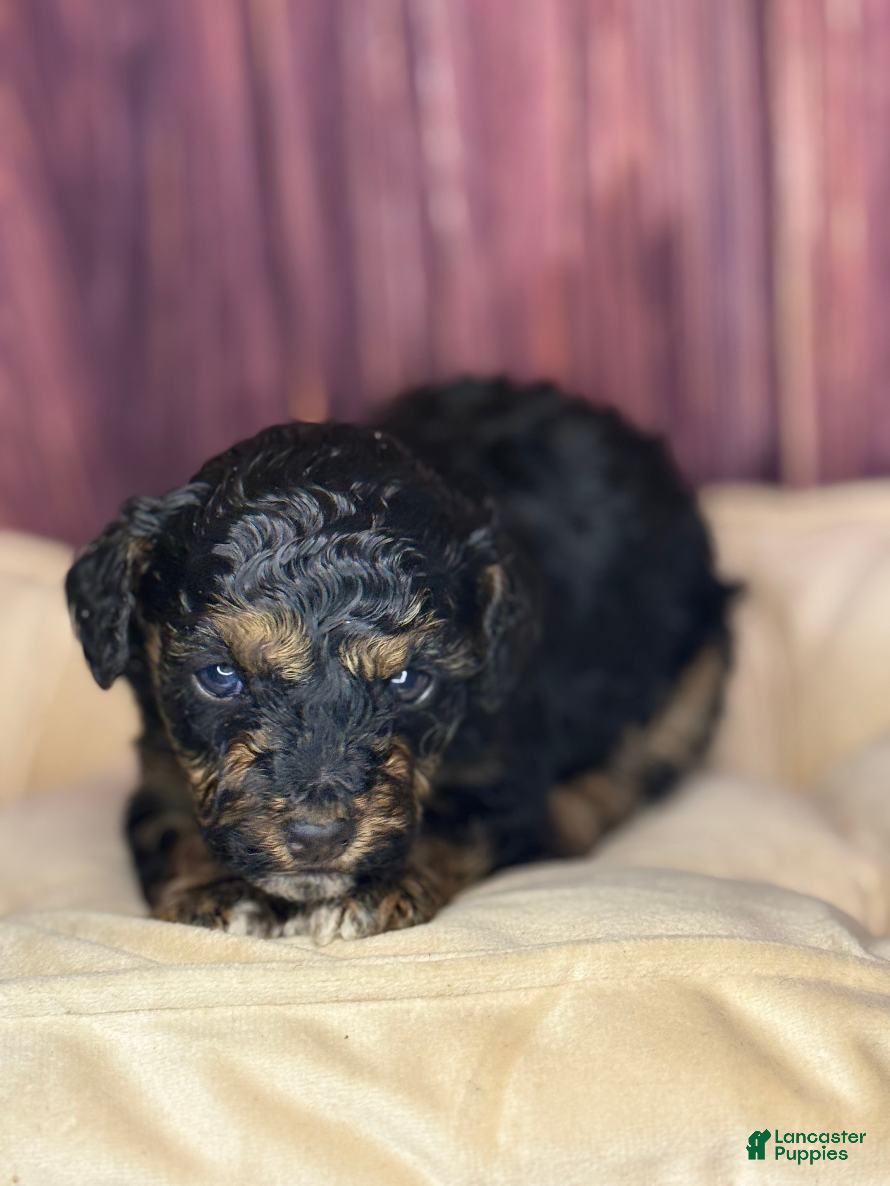 Miniature Poodle dogs Marie - Ad 2