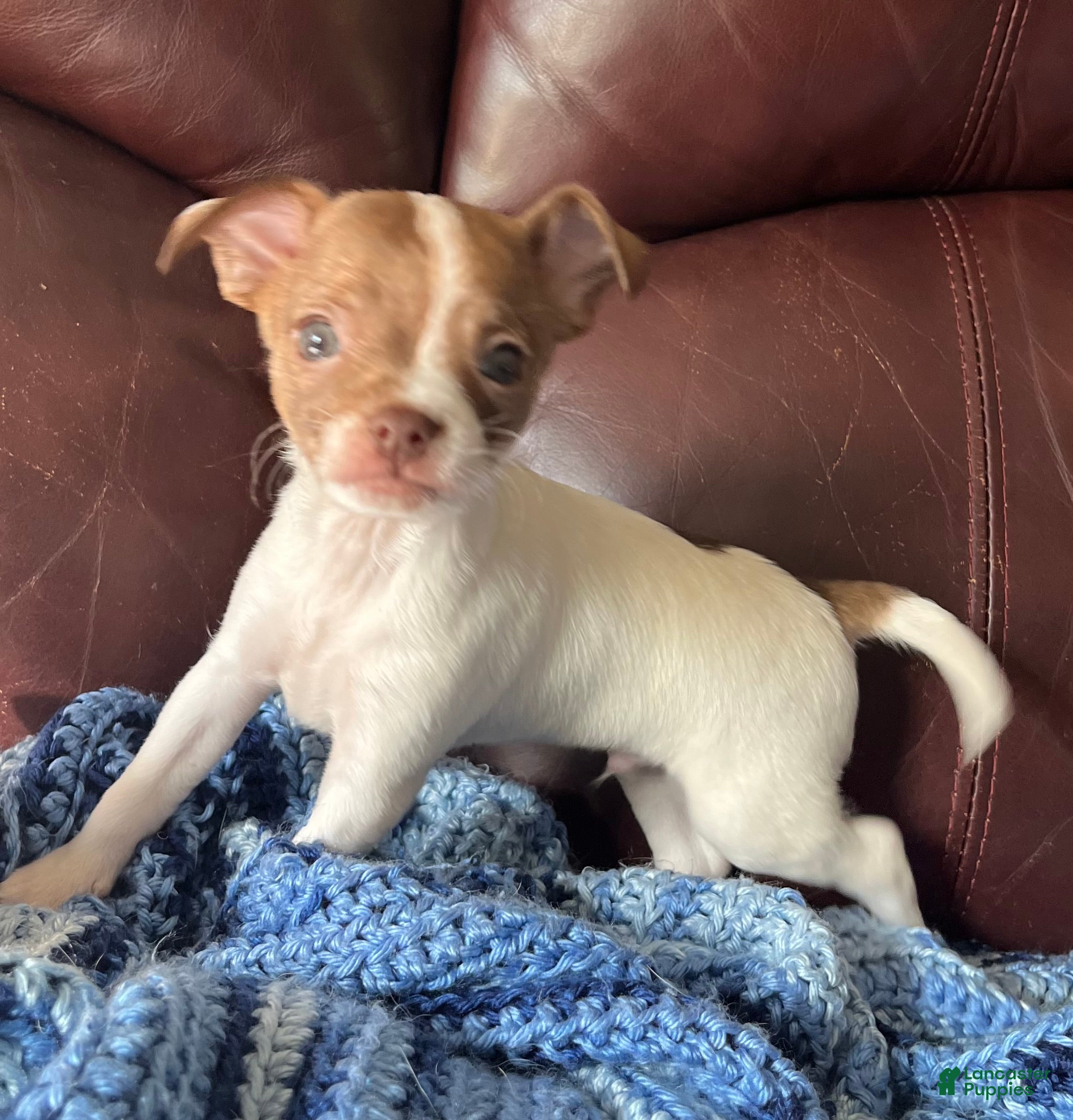 Chiweenie