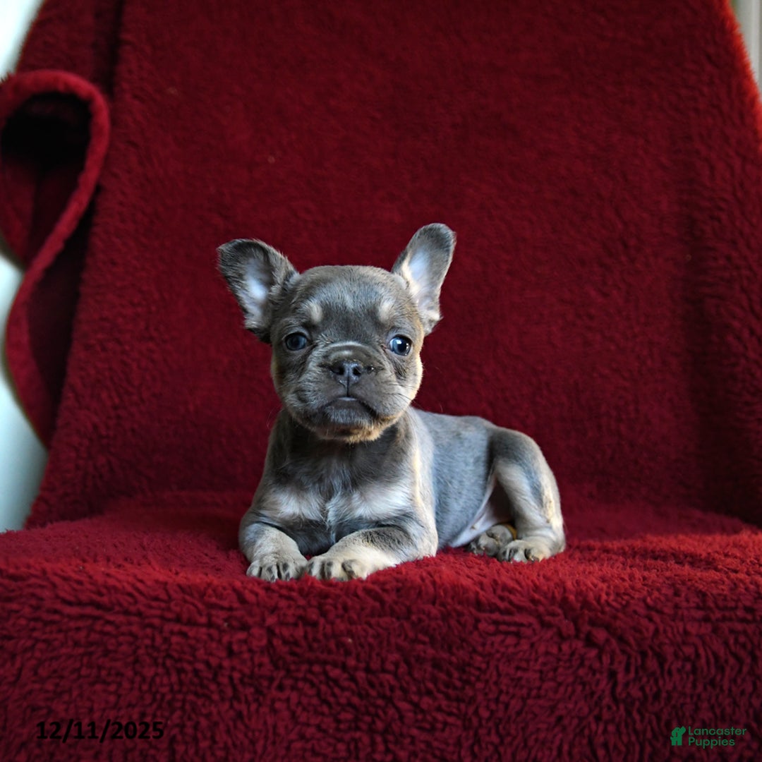 French Bulldog dogs for sale: Faith - Ad 3
