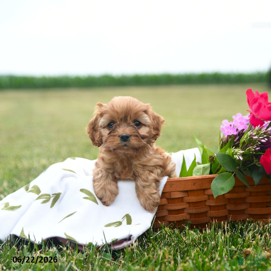 Cavapoo dogs for sale: Champ  - Ad 4