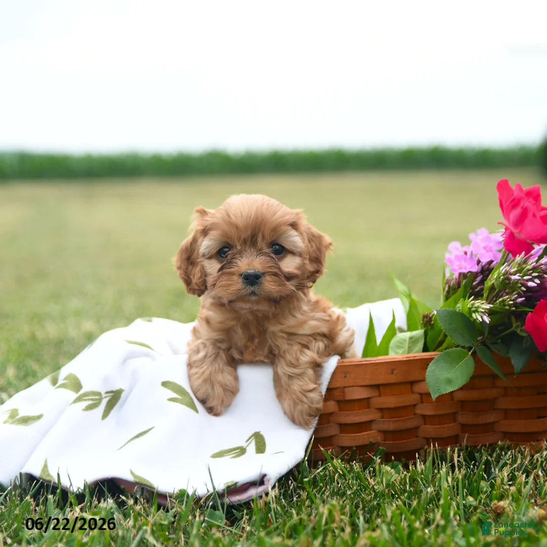 Cavapoo dogs for sale: Champ  - Ad 1