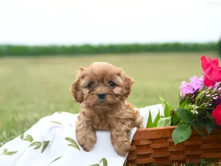 Cavapoo dogs for sale: Champ - Ad 4