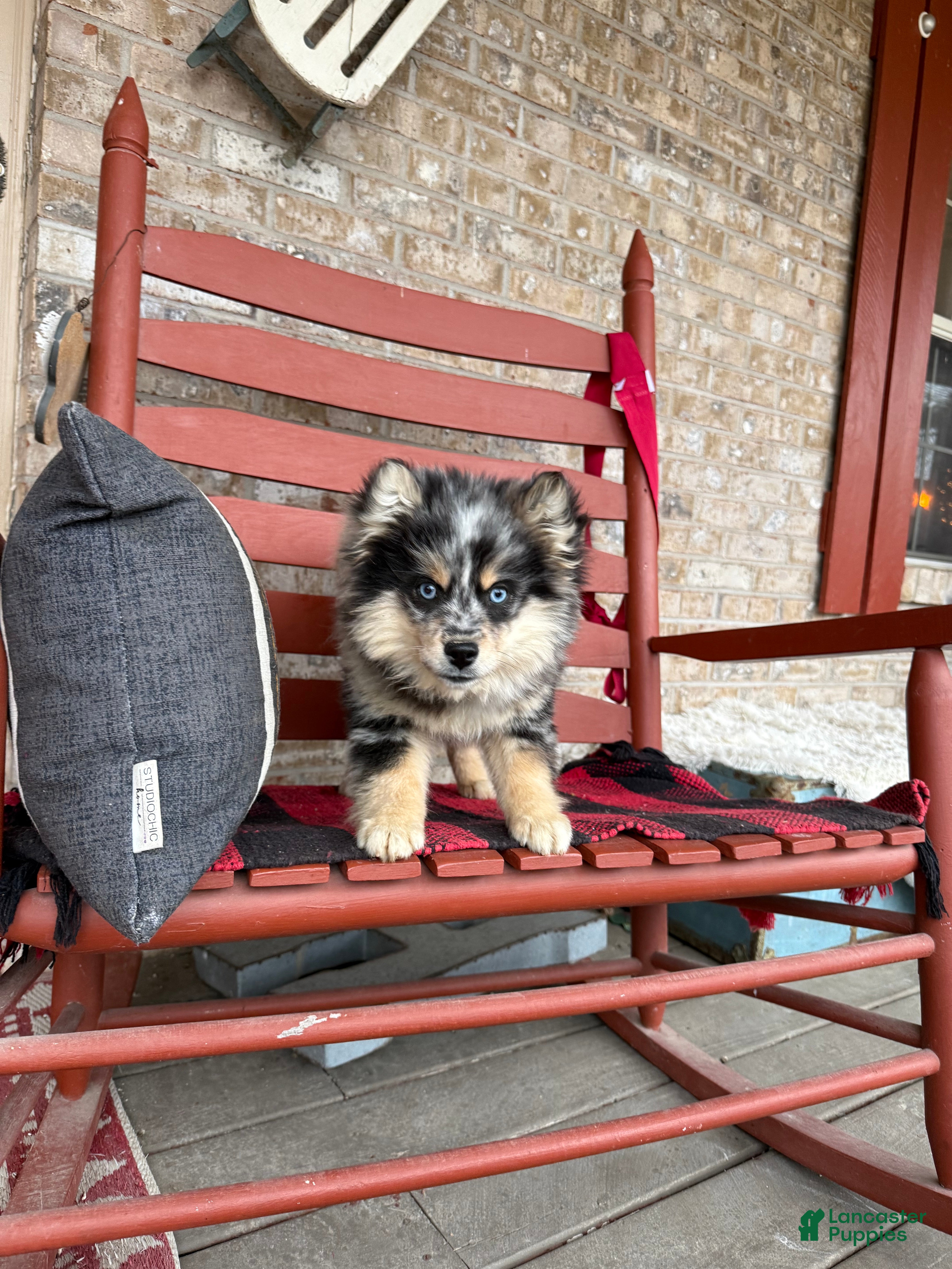 Pomsky dogs Mini Pomsky Lilly - Ad 5