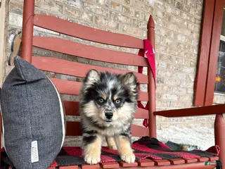 Pomsky dogs Mini Pomsky Lilly - Ad 5